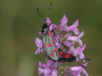 847 (Fünfpunkt-Widderchen)